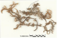 藏品(大耳擬扭葉苔 )的圖片